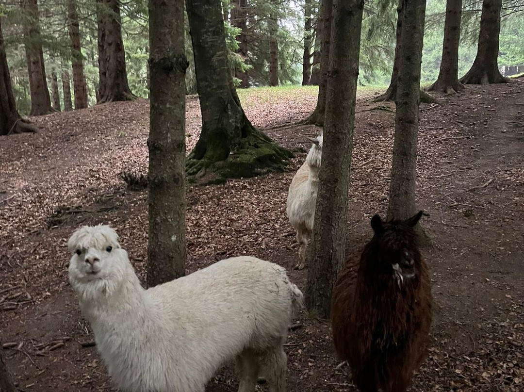 Oasi Delle Piane-Lama Mocogno必去景点