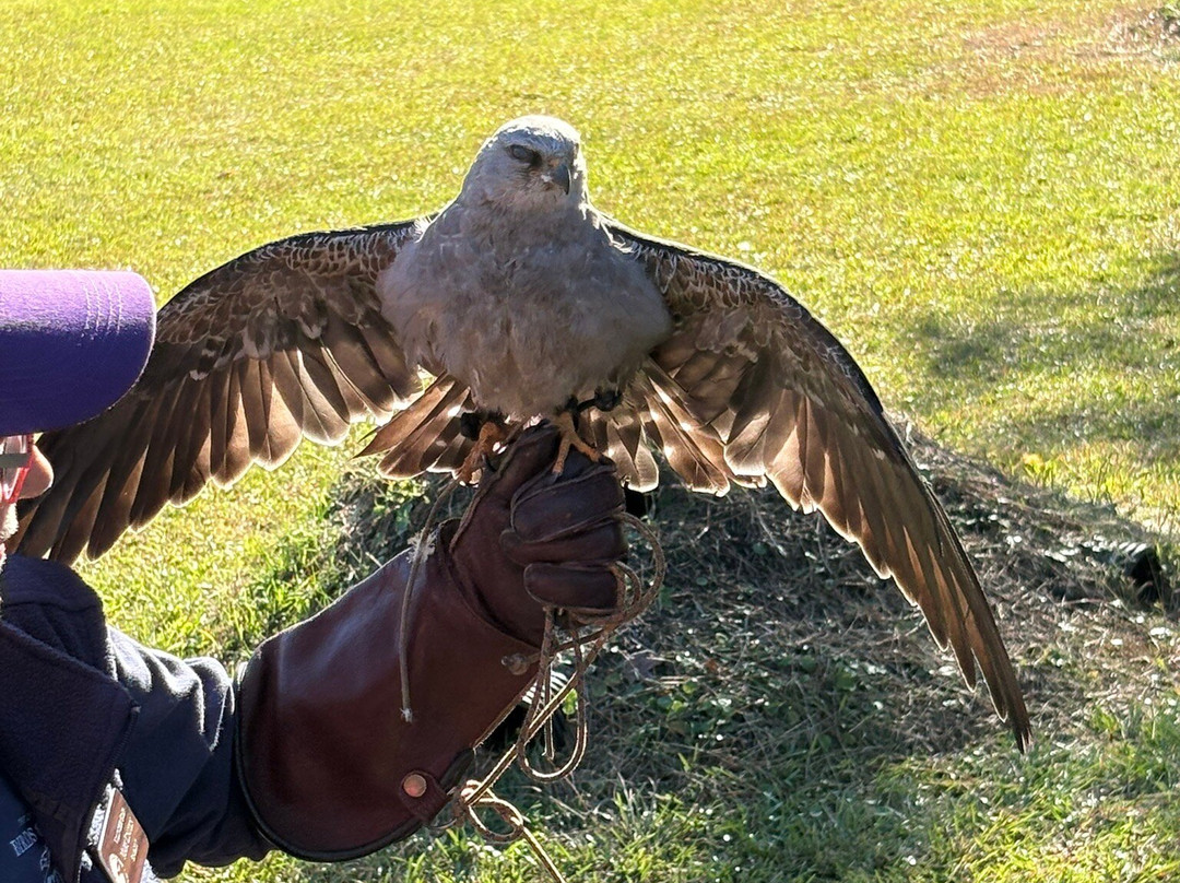 The Center For Birds Of Prey-Awendaw必去景点
