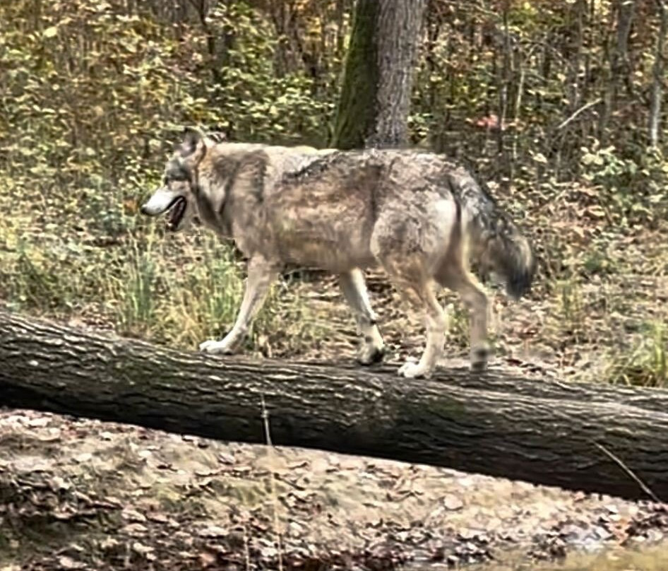 Espace Rambouillet-Rambouillet必去景点