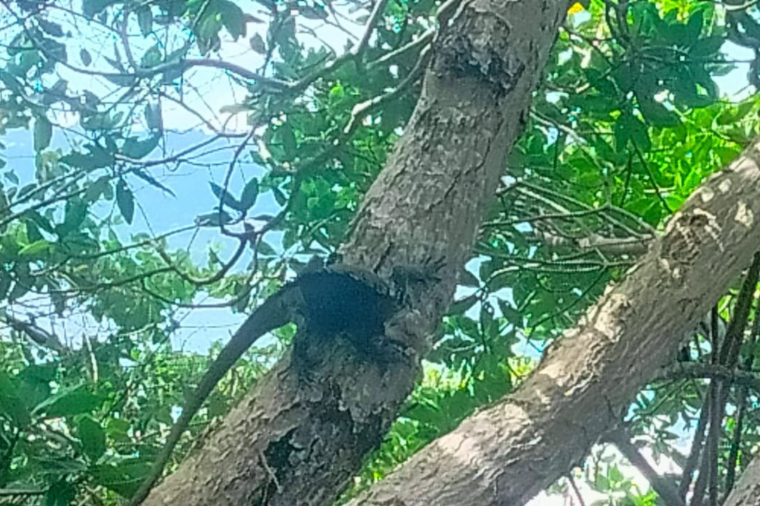 Martinicantravel - Viaggi In Martinica