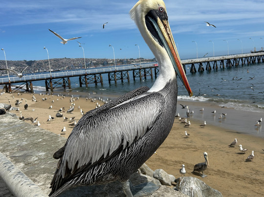 TravelCoachChile-Puerto Rio Tranquilo必去景点