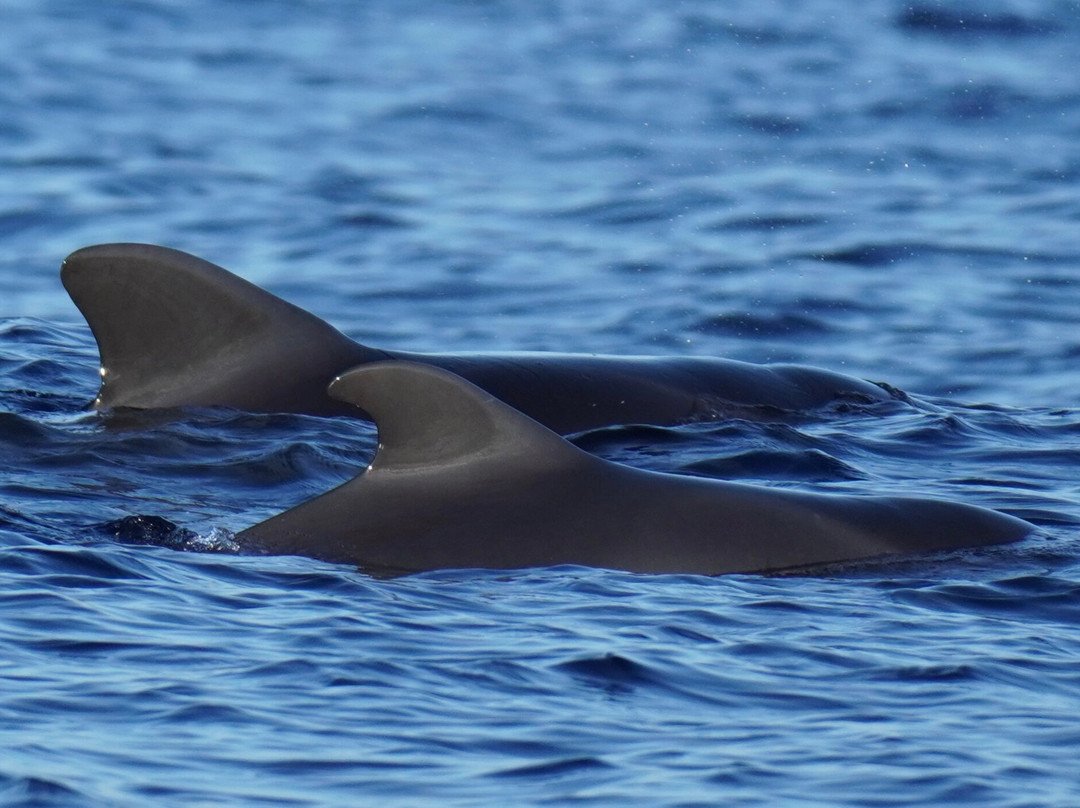 Whale Wise Eco Tours-阿坎提拉德洛斯基必去景点