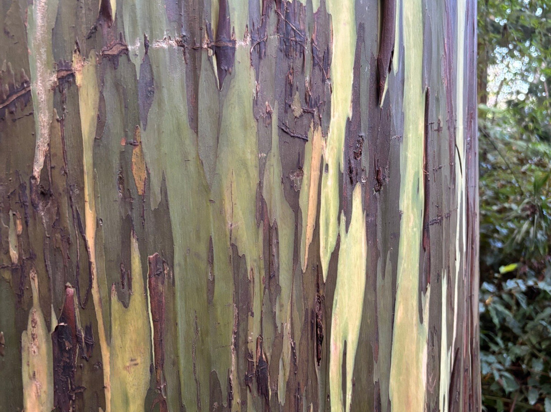 Kona Cloud Forest Sanctuary-凯鲁瓦-柯纳必去景点