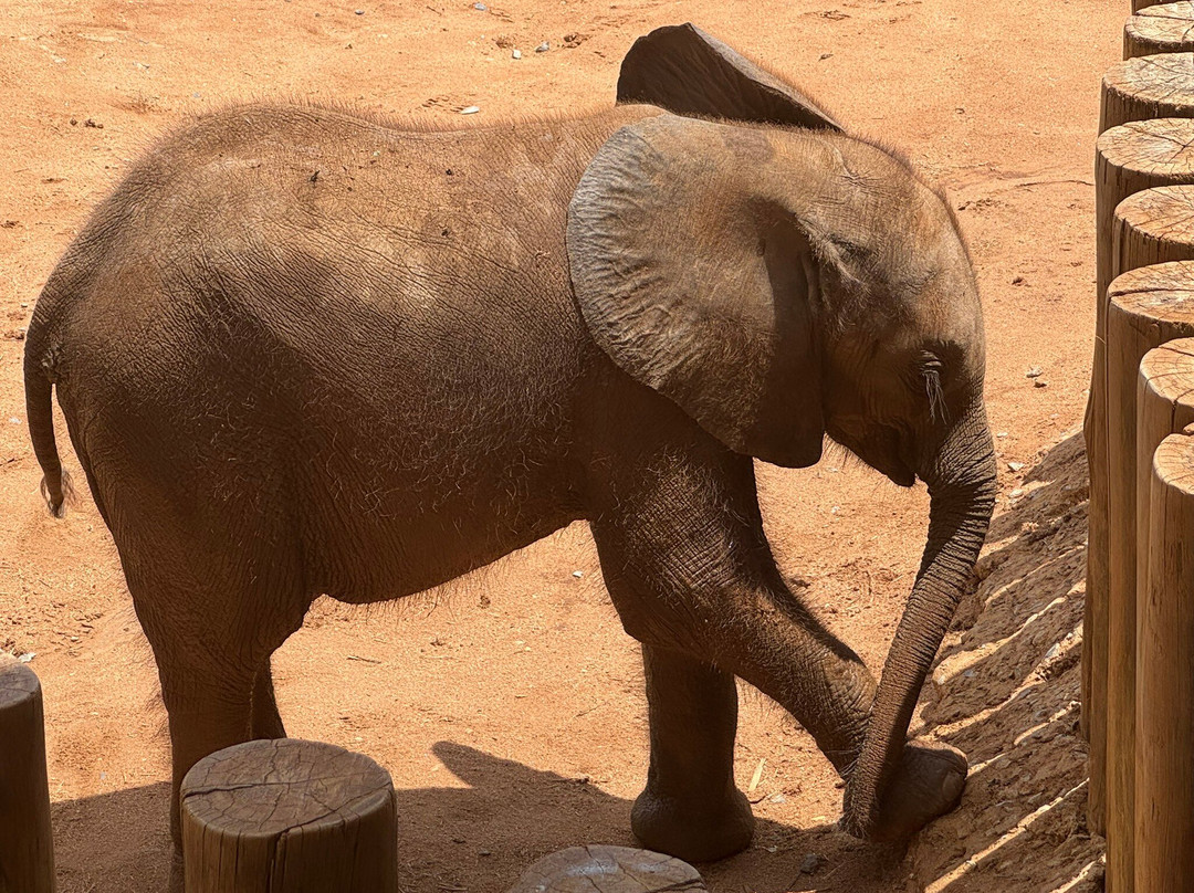 Reteti Elephant Sanctuary-桑布鲁国家保护区必去景点