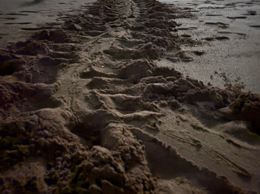 Turtle Conservation Project Turtle Watch-Rekawa必去景点