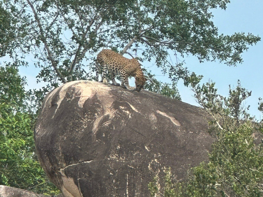 Freedom Safari Jeep Tours-蒂瑟默哈拉默必去景点