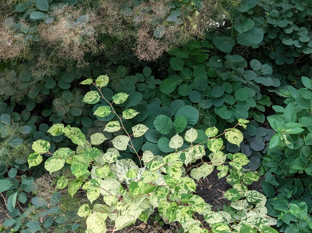 Cambridge Sculpture Garden-坎布里奇必去景点