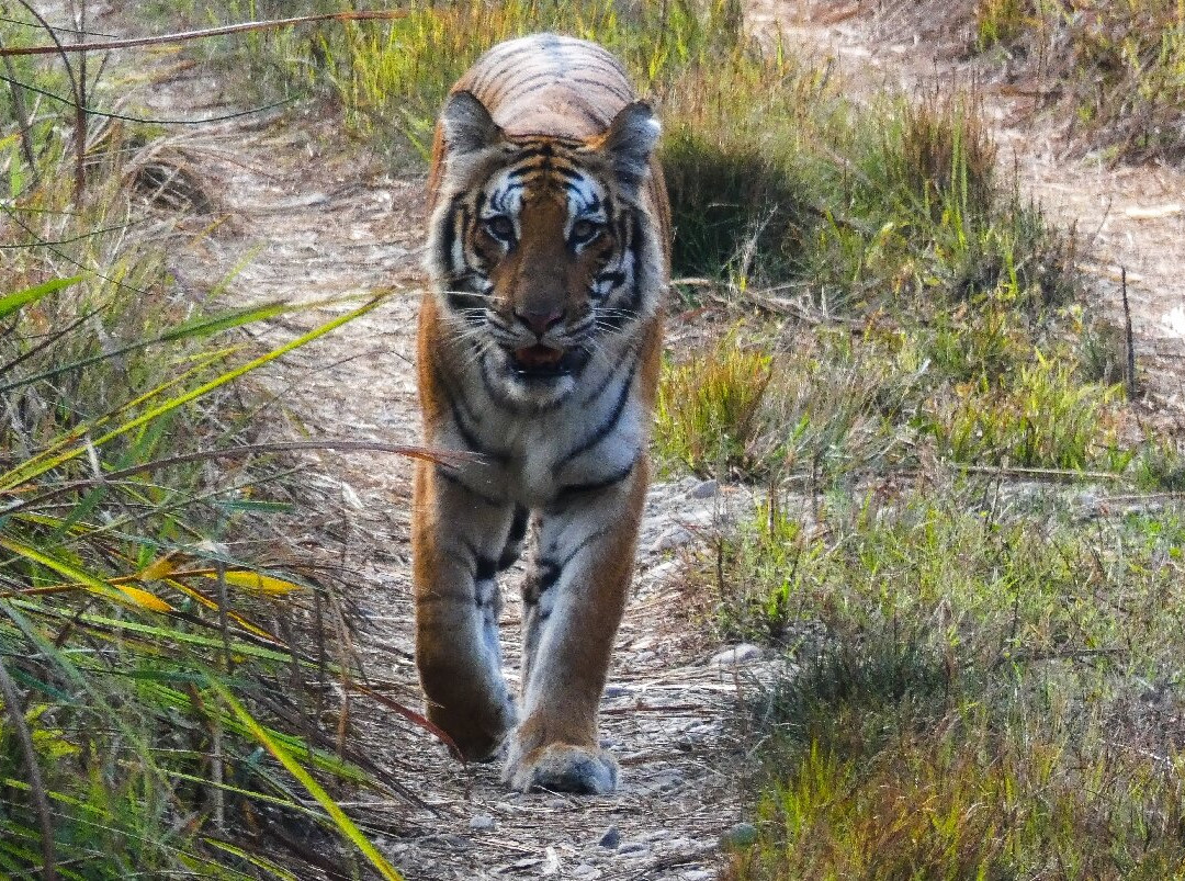 Chitwan National Park-苏拉哈必去景点