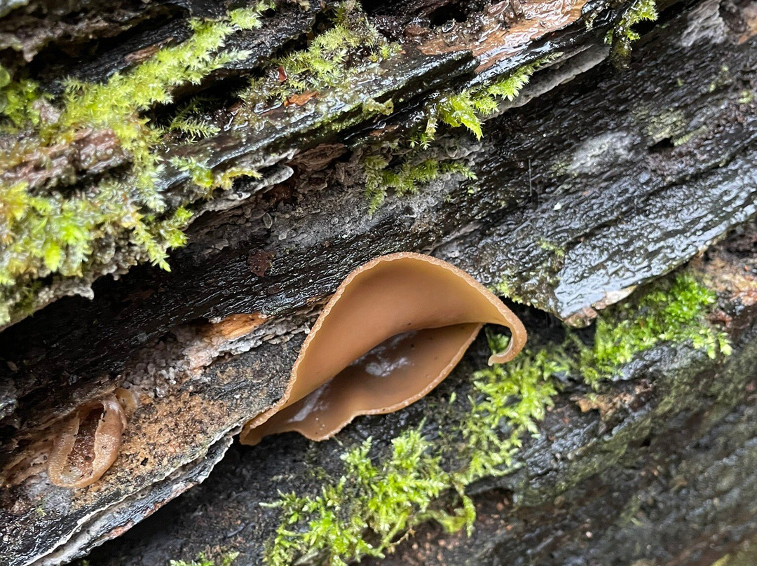 Wild New Forest Guided Tours-利明顿必去景点