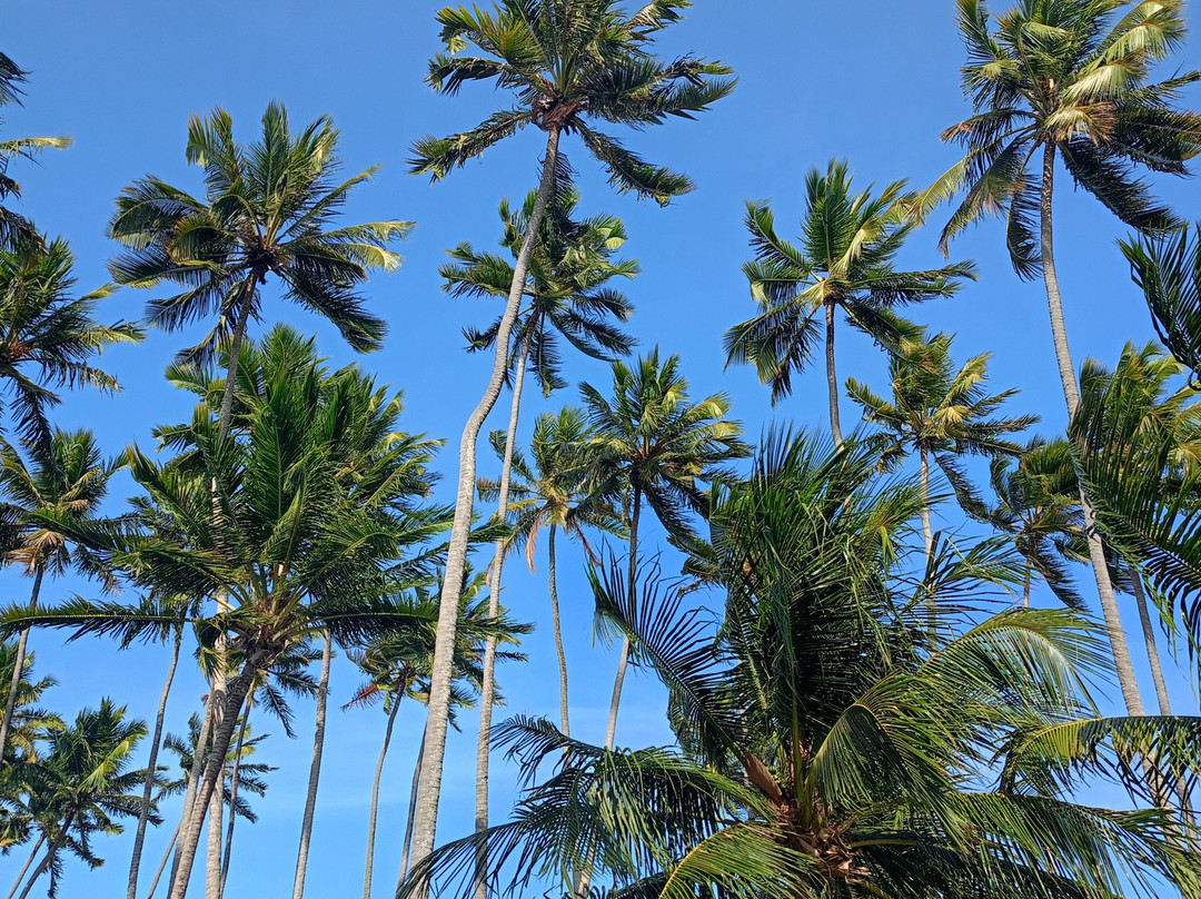 Briza Beach Club Carneiros-Tamandare必去景点