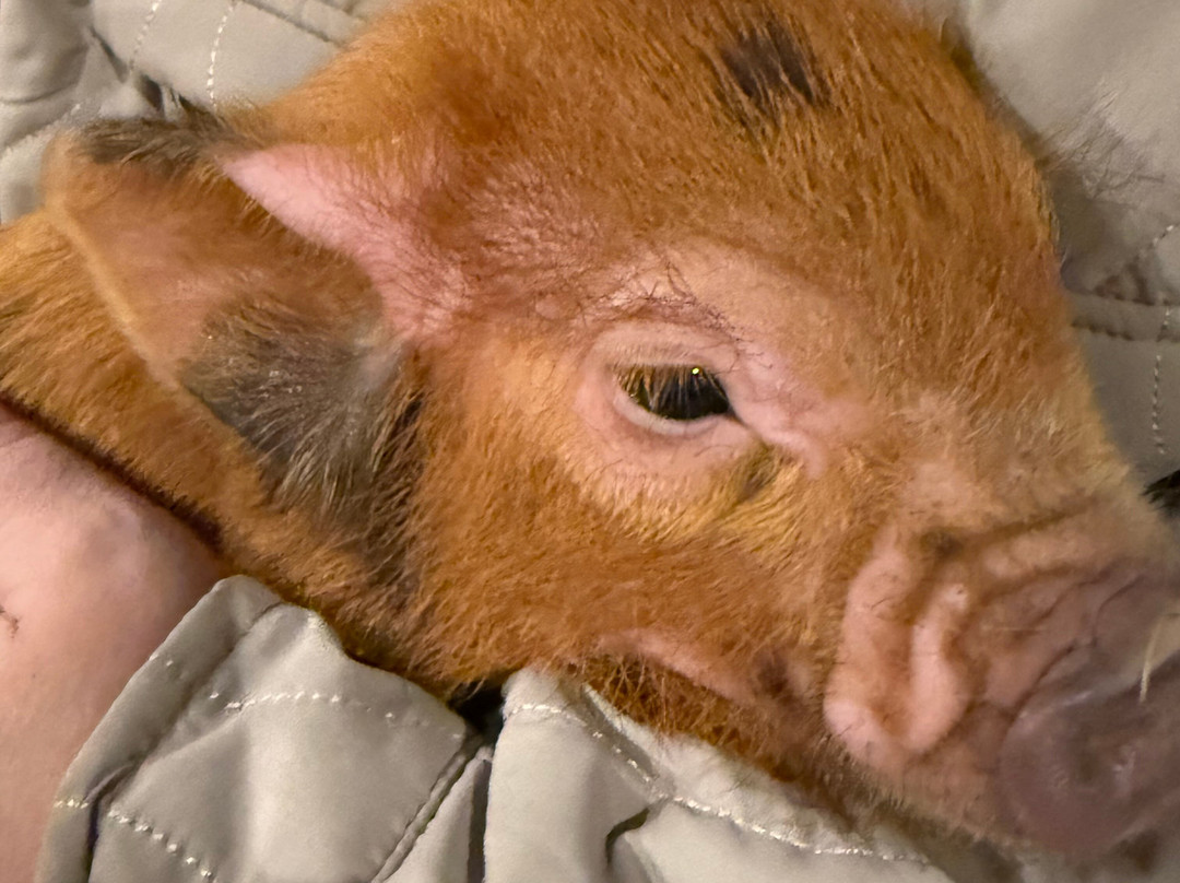 Pennywell Farm-Buckfastleigh必去景点