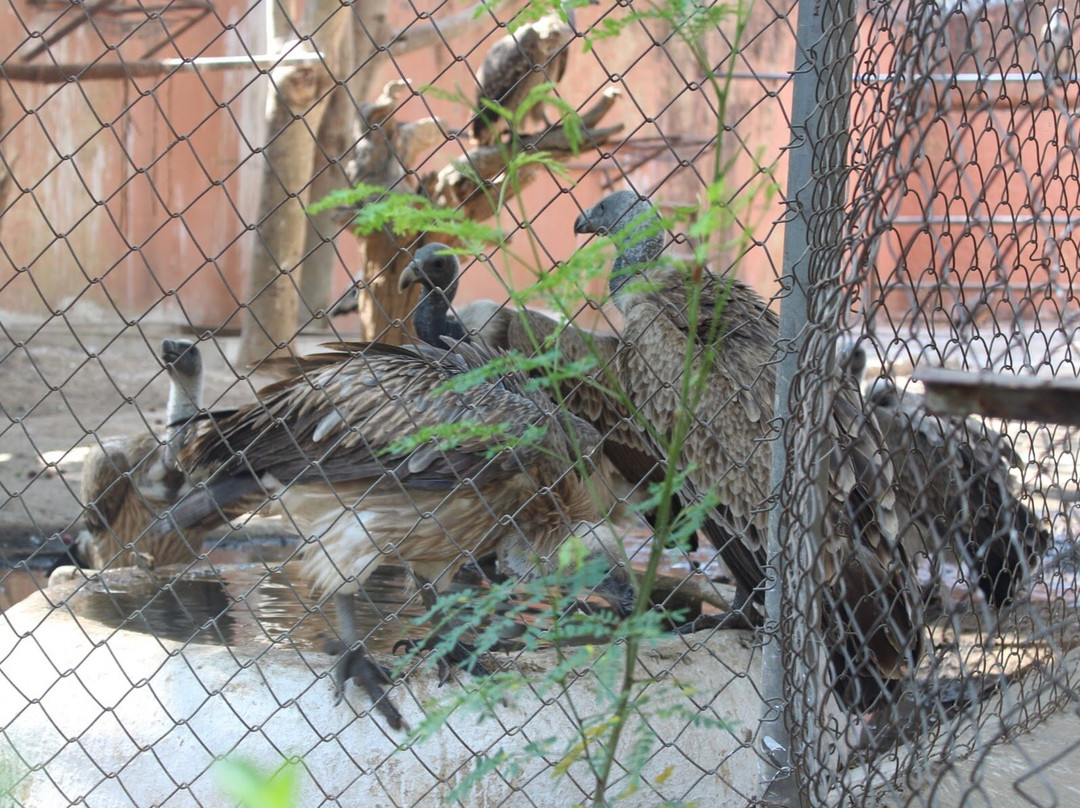 Gandhi Prani Udhyan-瓜廖尔必去景点