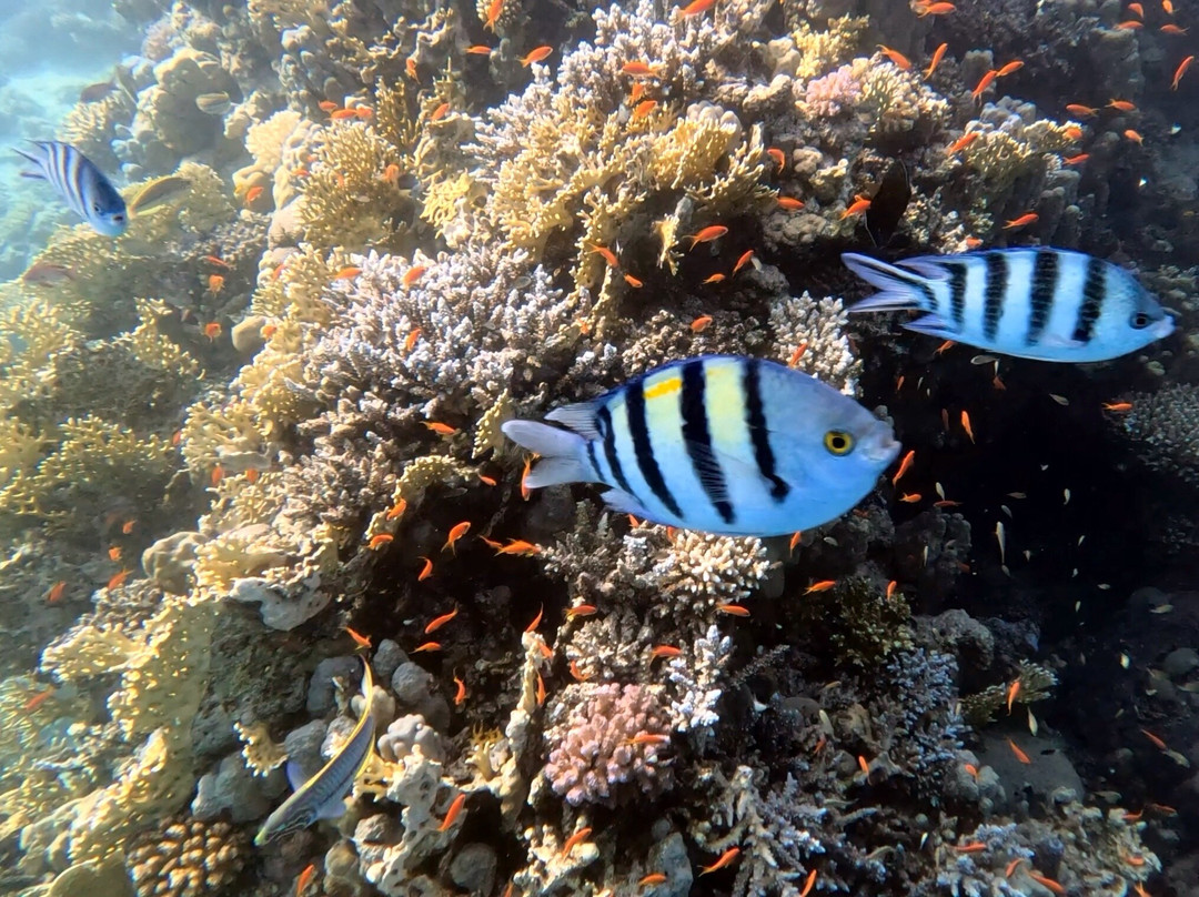 SunGo Tours-Hurghada 1必去景点