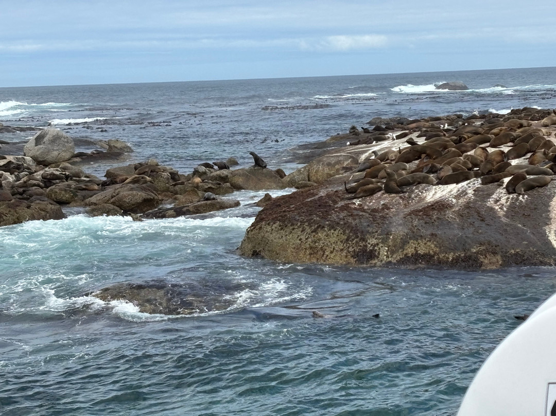 Duiker Island-木湾必去景点