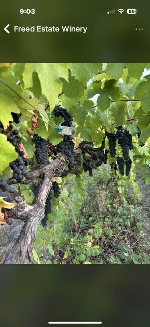 Freed Estate Winery-Winston必去景点