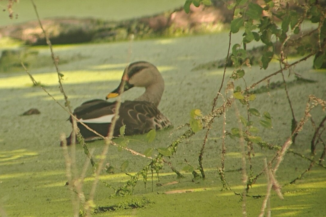 Bharatpur Bird Sanctuary-巴拉特浦必去景点
