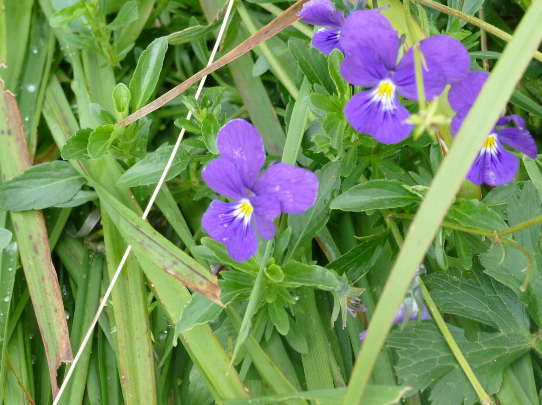 Puy De Sancy-蒙多尔必去景点