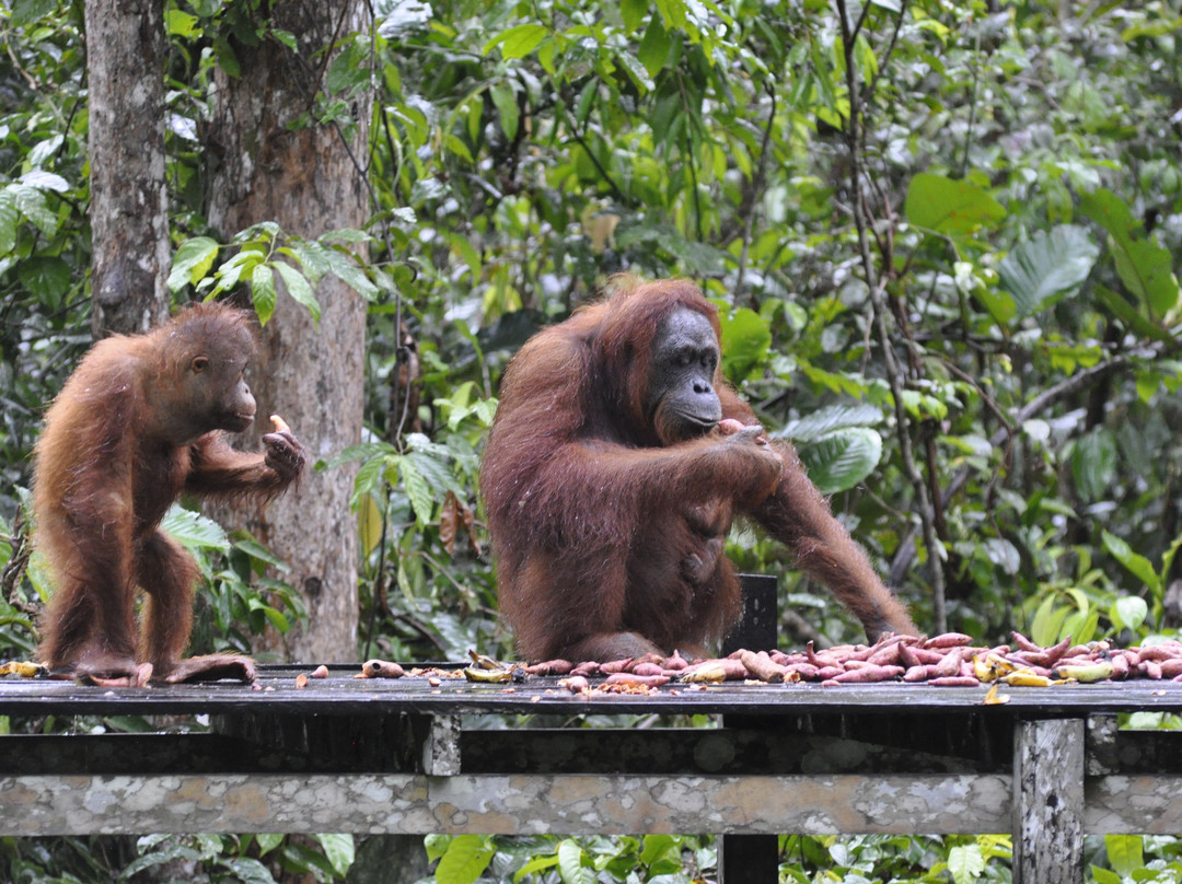 Orangutan Applause - Day Tours-Pangkalan Bun必去景点