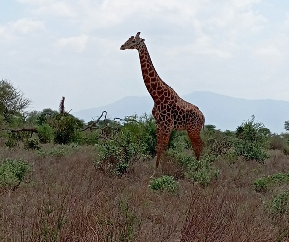 Giornale Kenya Safari - Day Tours-瓦塔木必去景点