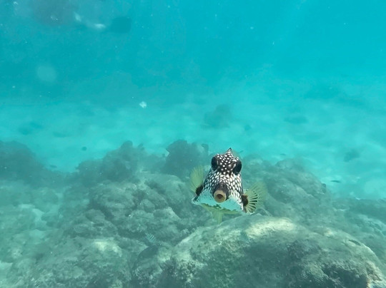 1 Fool and a Boat-棕榈/鹰海滩必去景点