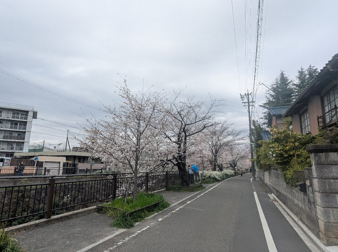 山崎川四季之道-名古屋市必去景点