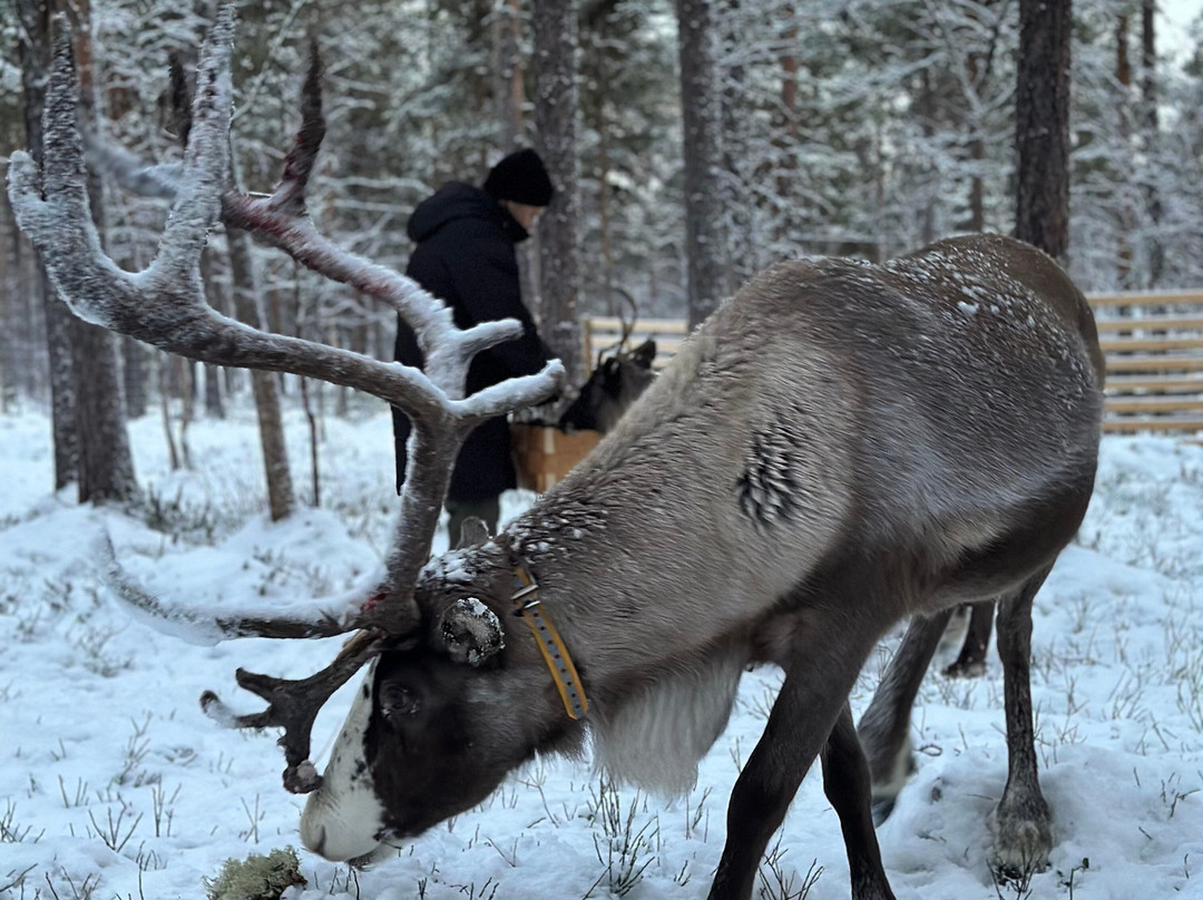 Angeli Reindeer Farm-伊纳里必去景点