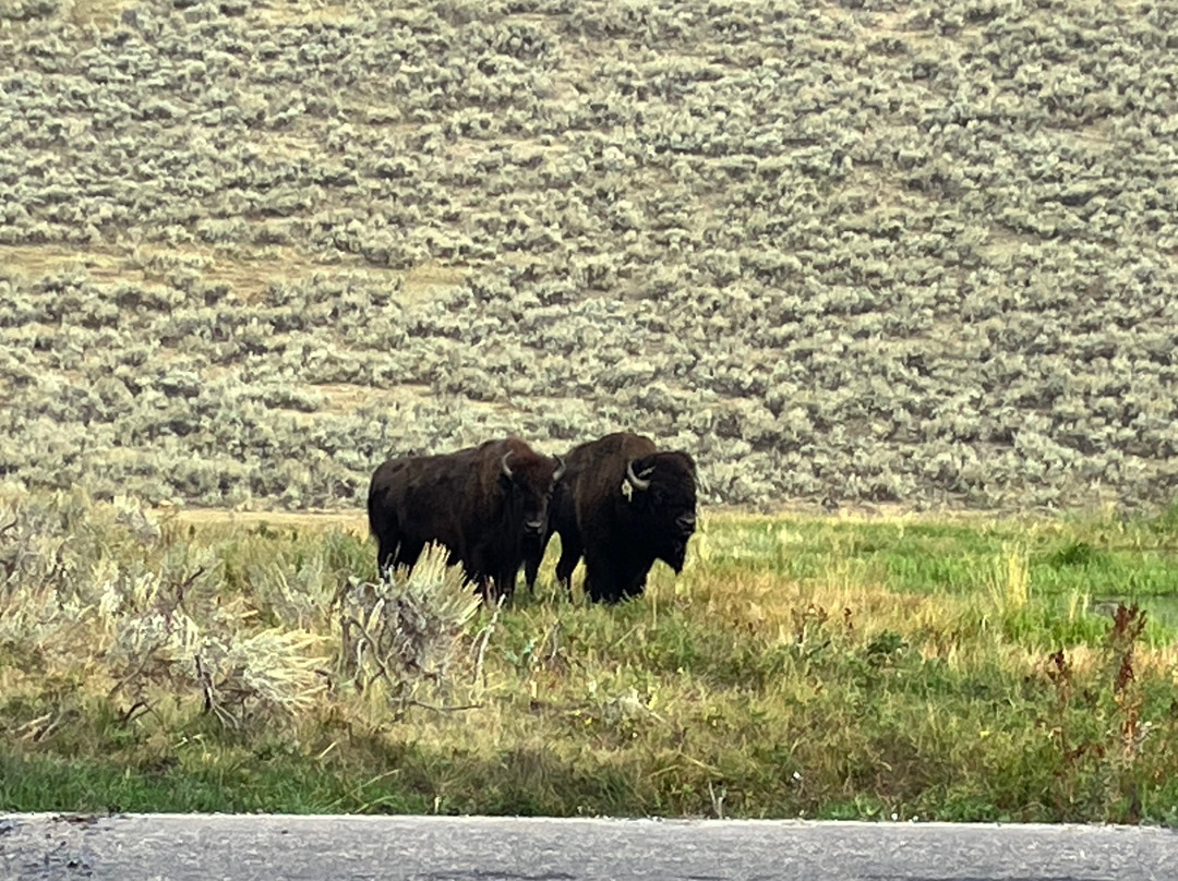 Yellowstone Wild-加德纳必去景点