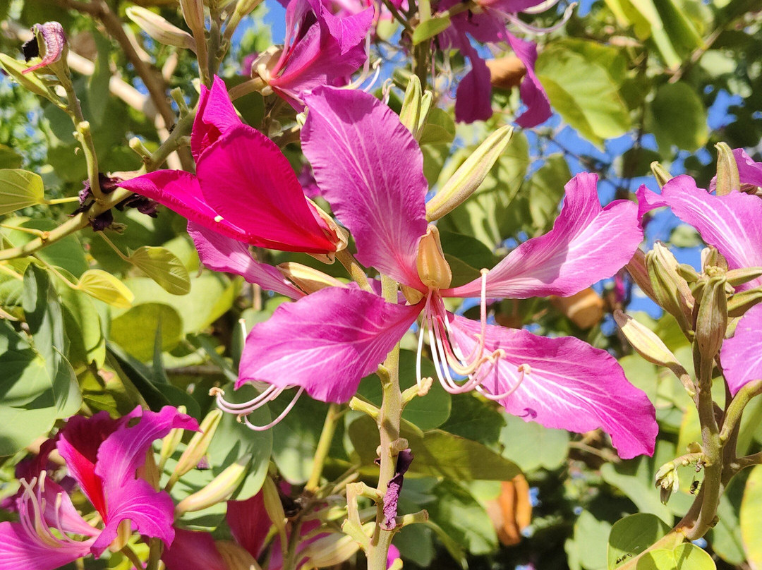 The Jawai Safari-Jawai Bandh必去景点