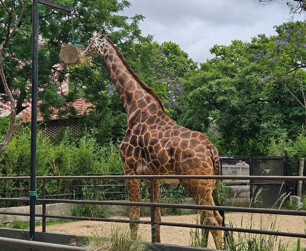 Eco Parque-布宜诺斯艾利斯必去景点