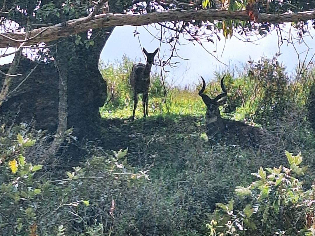 Bale Mountains Outstanding Tours-亚的斯亚贝巴必去景点
