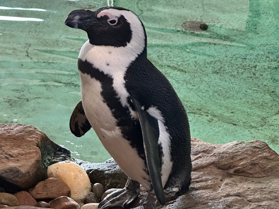 Keystone Safari-格罗夫城必去景点