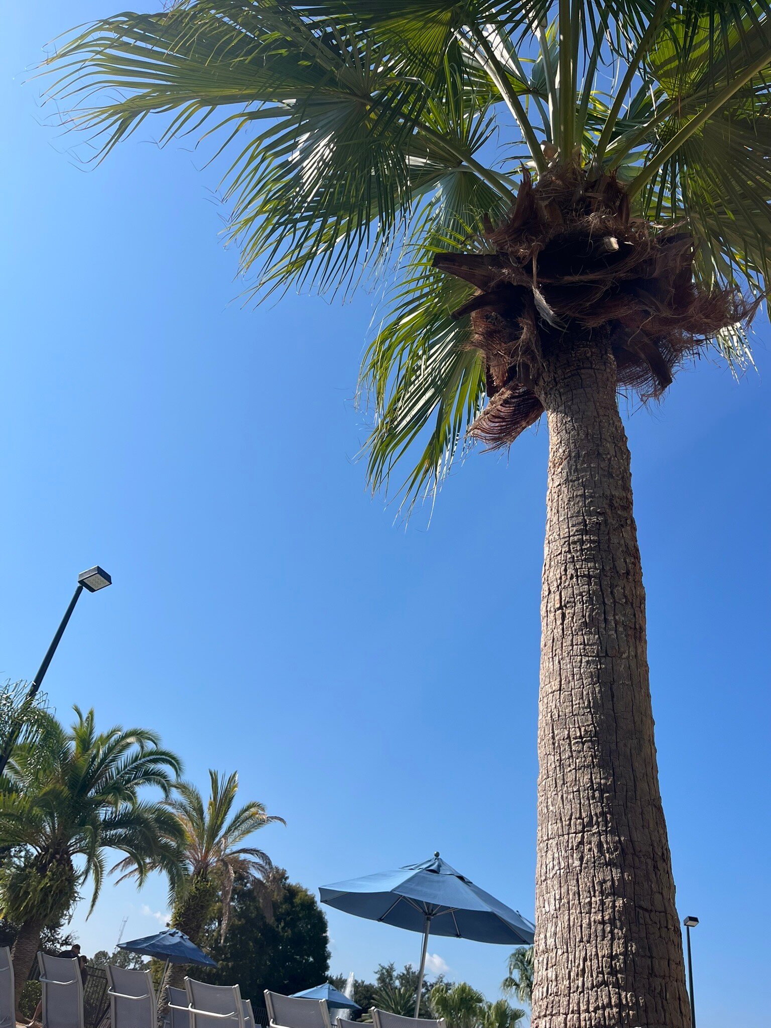 Hilton Vacation Club Mystic Dunes Orlando-官方