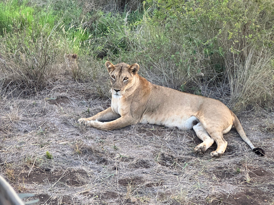 Garibaldi Safari Kenya-瓦塔木必去景点