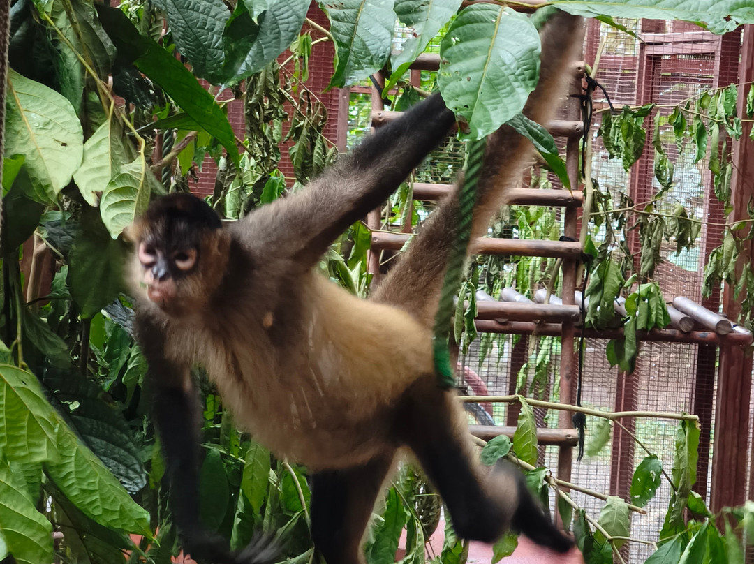 Jaguar Rescue Center-旧港必去景点