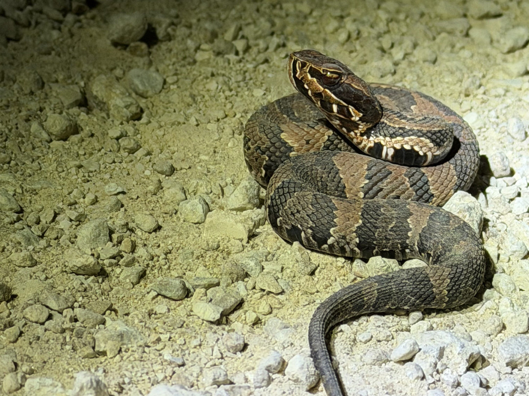 Tour The Glades - Private Wildlife Tours-大沼泽地必去景点