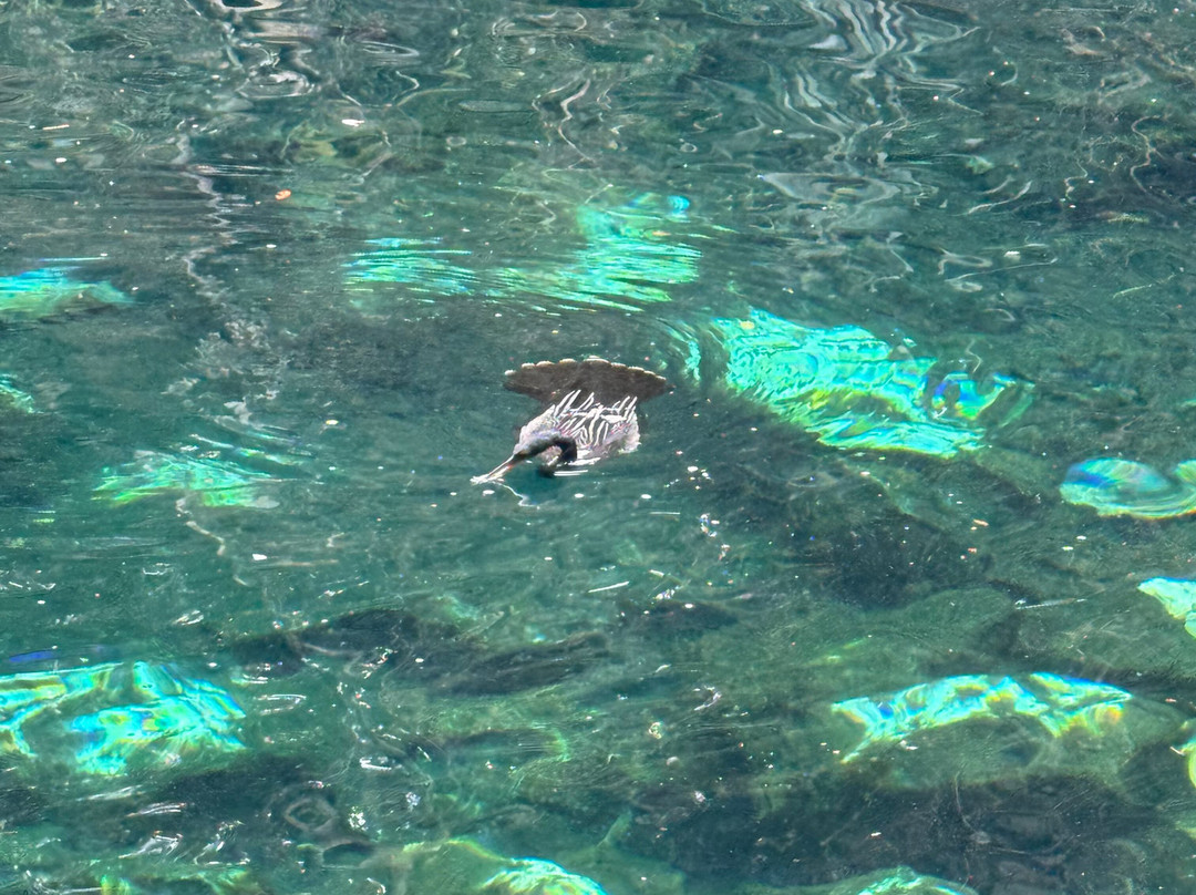 Dressel Divers Playa Del Carmen-普拉亚德尔卡曼必去景点