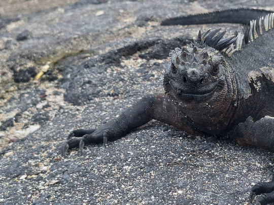 Go Galapagos-基多必去景点