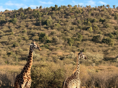 Maleki Tours&Safaris-内罗毕必去景点