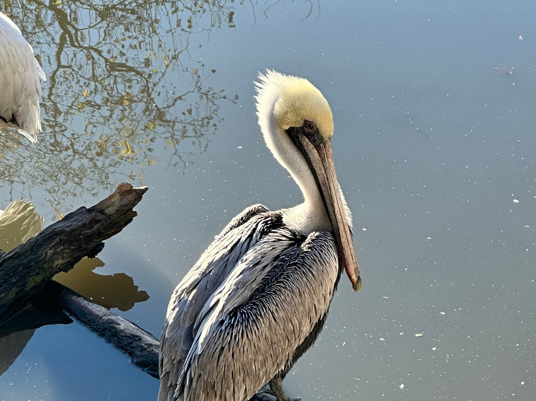 奥德邦动物园-新奥尔良必去景点