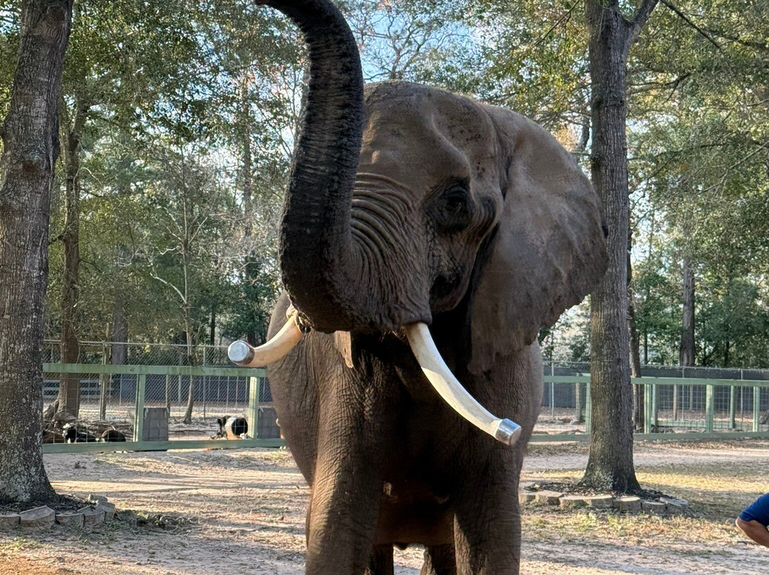 East Texas Elephant Experience-Cut and Shoot必去景点