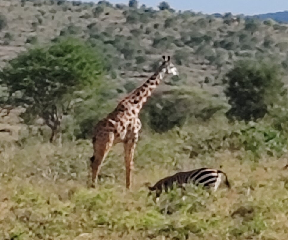 Oranje Safari-迪亚尼必去景点