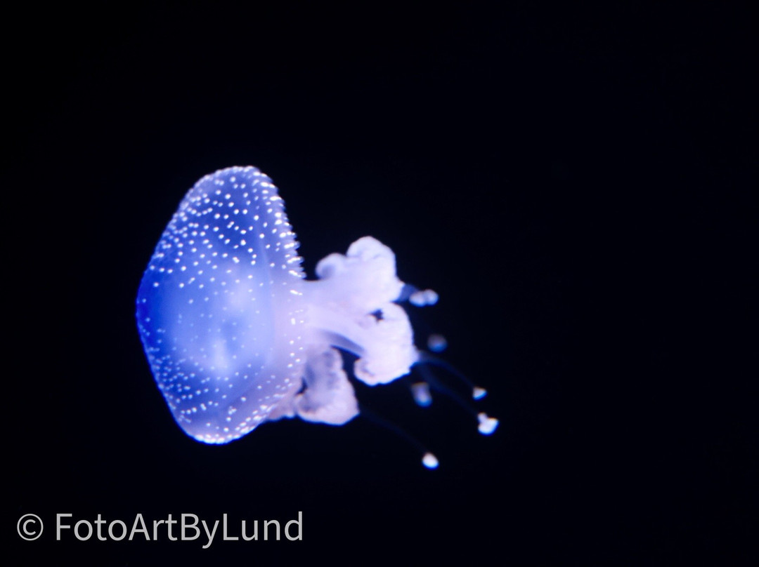 Poema Del Mar-大加那利岛拉斯帕尔马斯必去景点