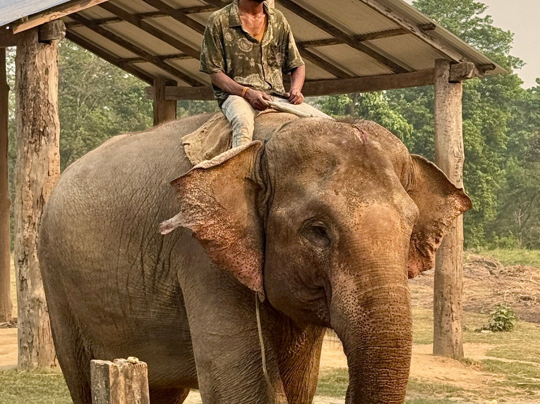 Elephant Breeding Centre-苏拉哈必去景点