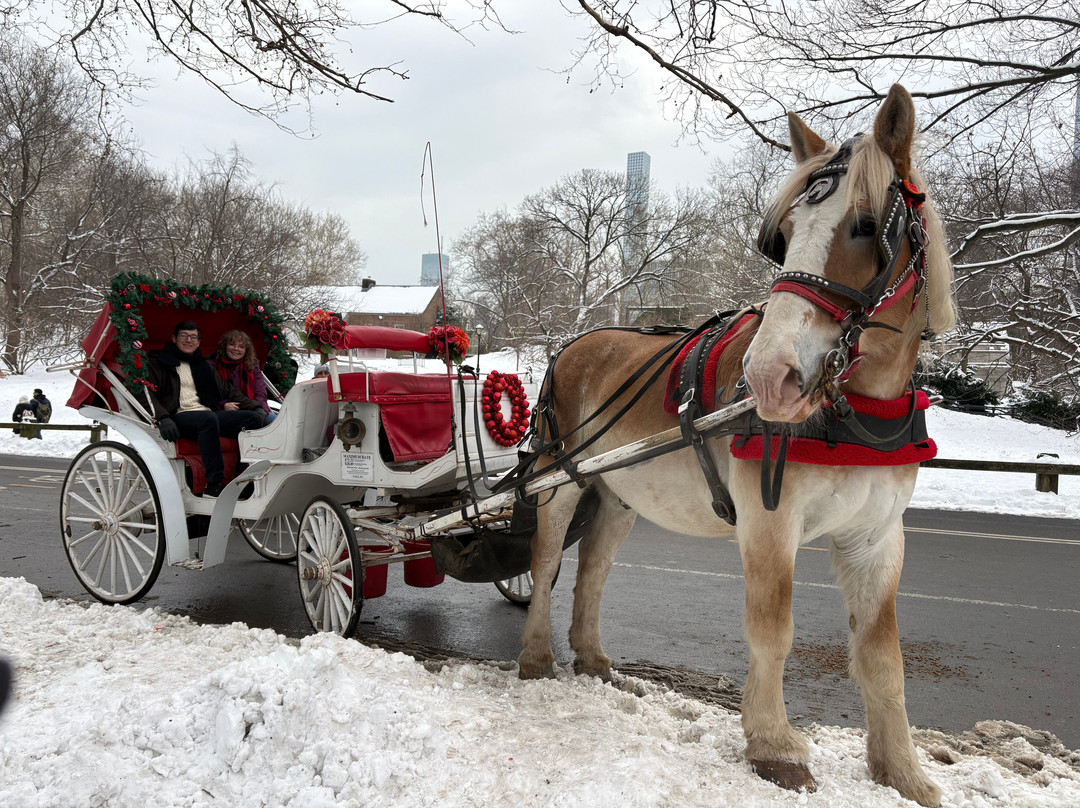 NYC horse carriage services-纽约市必去景点