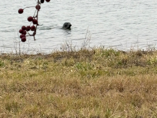 RSPB Freiston Shore-Freiston必去景点