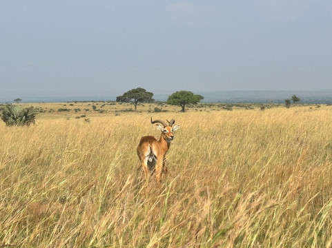 Bigodi Africa Expeditions Ltd-恩德培必去景点