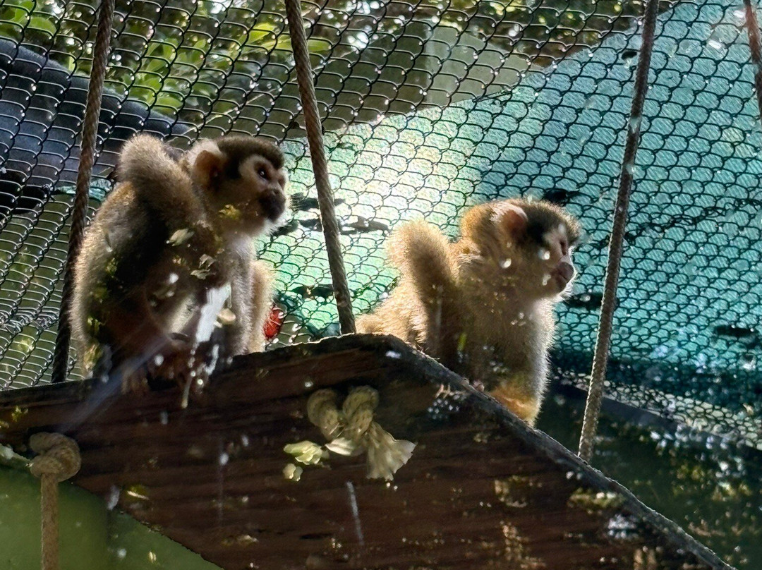 Akumal Monkey Sanctuary & Rescued Animals-艾库玛尔必去景点