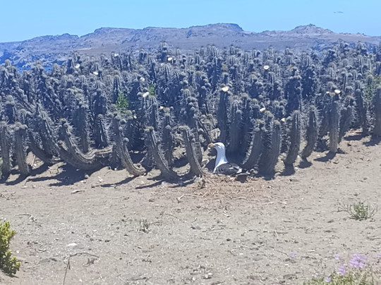 Reserva Nacional Pinguino de Humboldt-Punta Choros必去景点