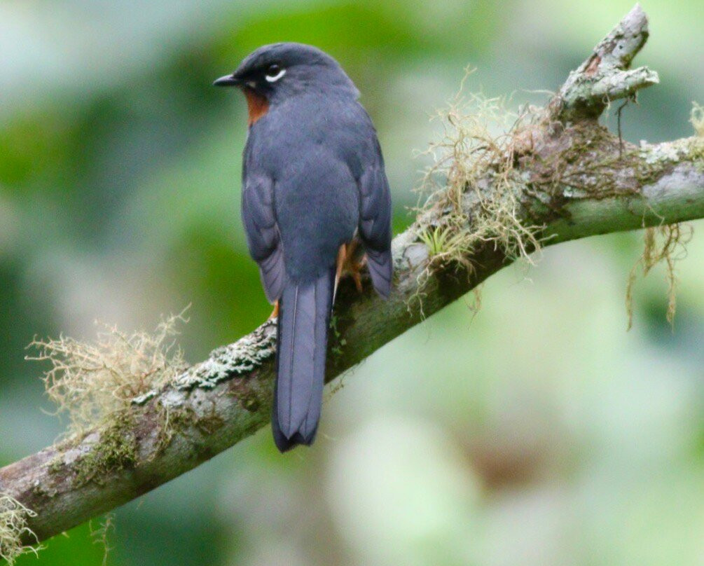 Arrowhead Birding Tours-金斯敦必去景点