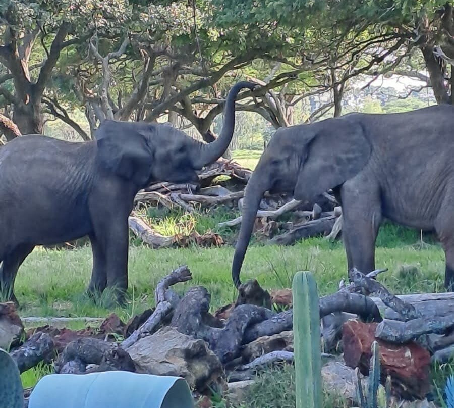 Wild Is Life-哈拉雷必去景点